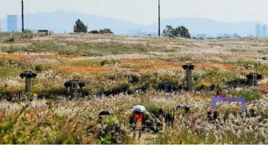 2024년 서울 억새 축제 일정