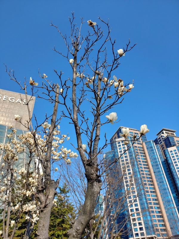 부산-센텀시티역-만개-중인-목련