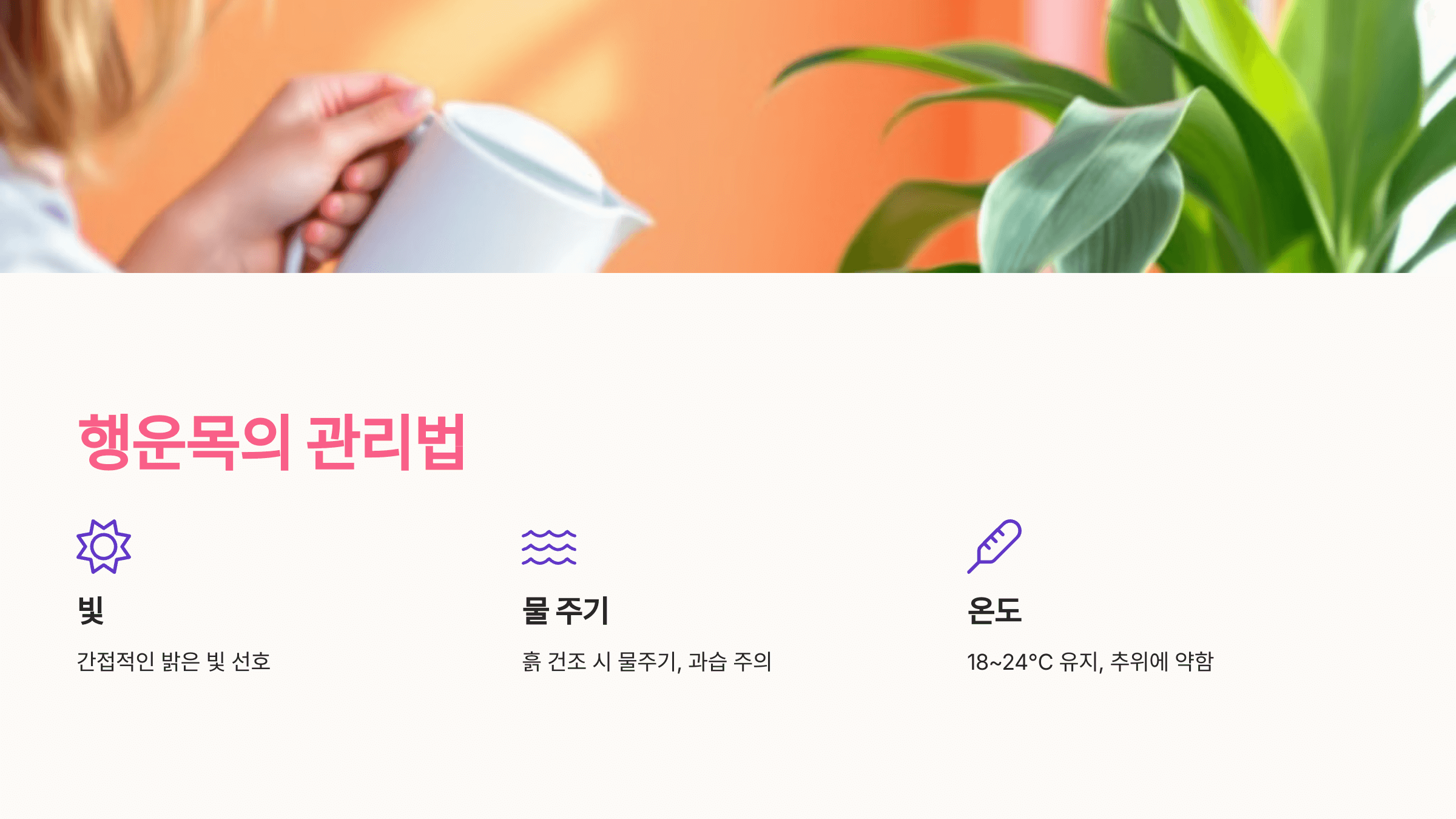 행운목의 관리법