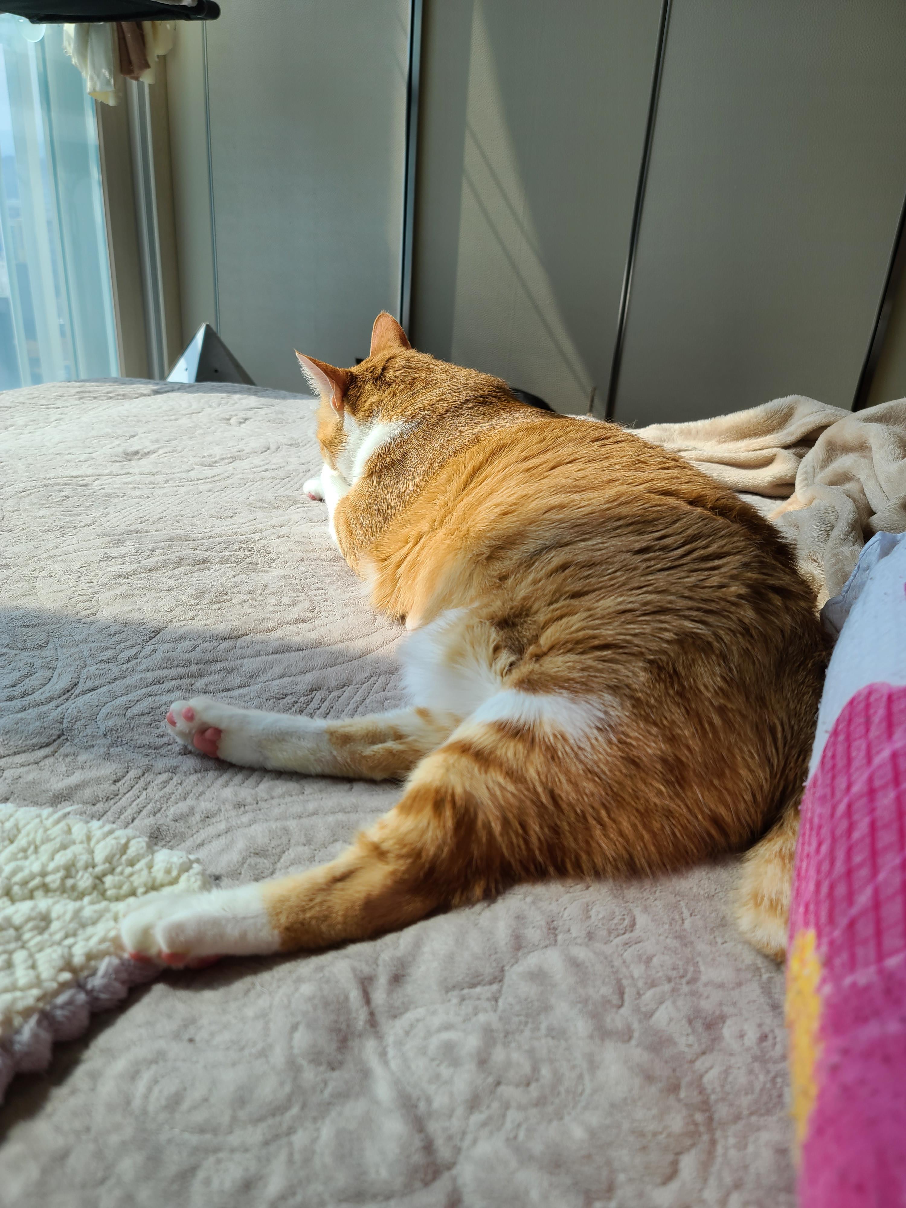 황달로 인한 호야의 입원. 고양이 황달.