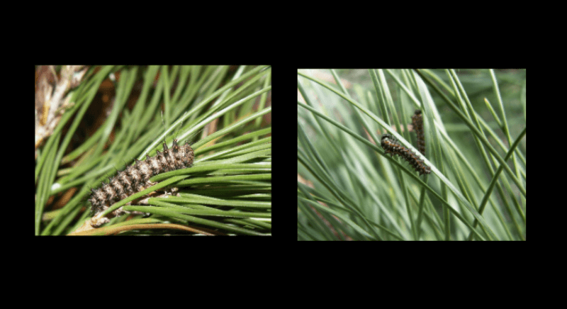 풀 줄기에 붙어있는 송충이 사진 2장
