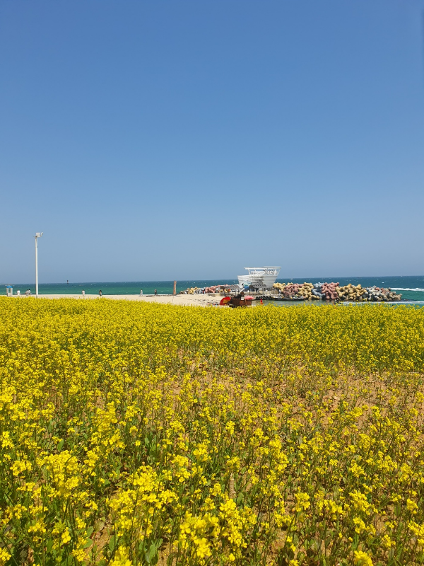 강릉 솔향기 캠핑장