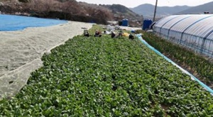 여수돌산갓-극한직업