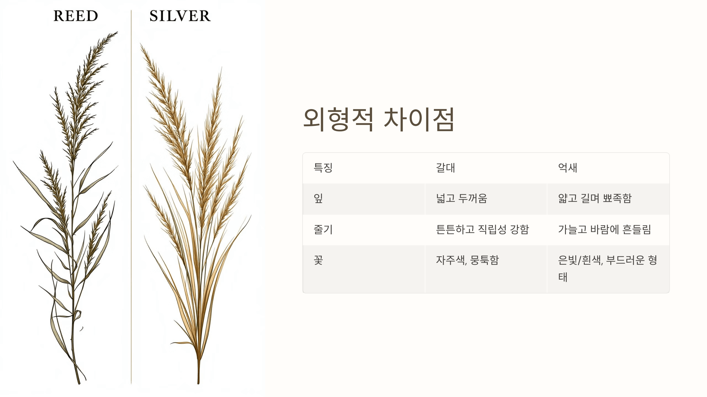 갈대와 억새의 모습입니다.