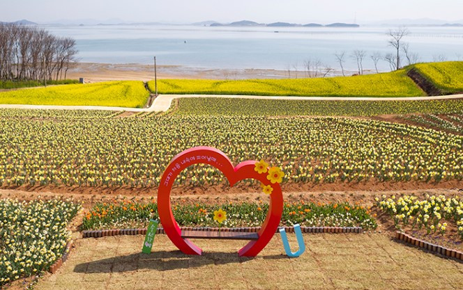 신안 선도 수선화 축제(2)