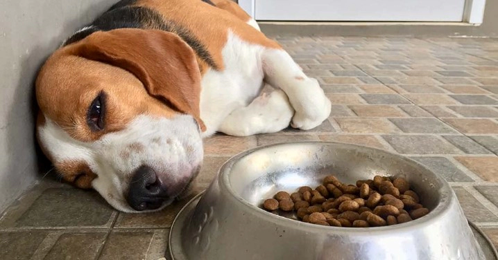 강아지 소화불량 증상 5가지