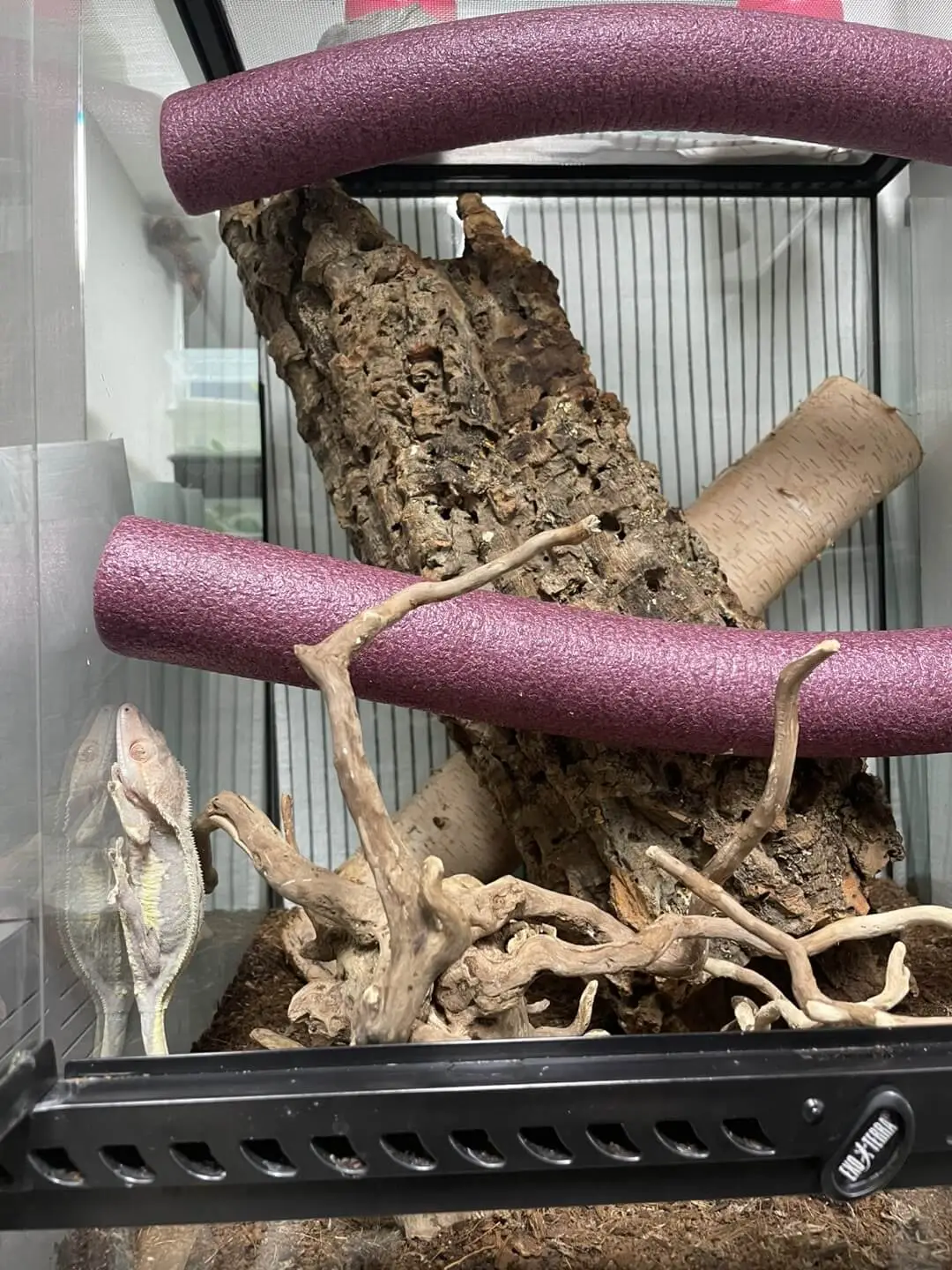 도마뱀 키우기 크래스티드 개코