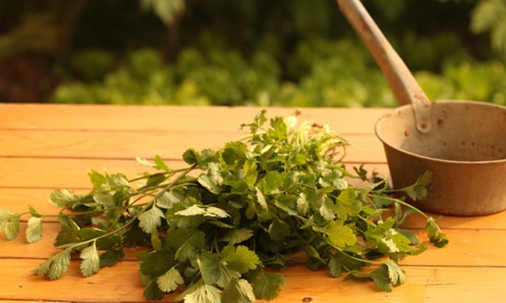 고대 잉카 제국의 전통 해독법 (코카 잎과 천연 해독제 활용법)