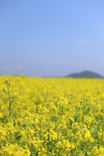 제주유채꽃축제사진