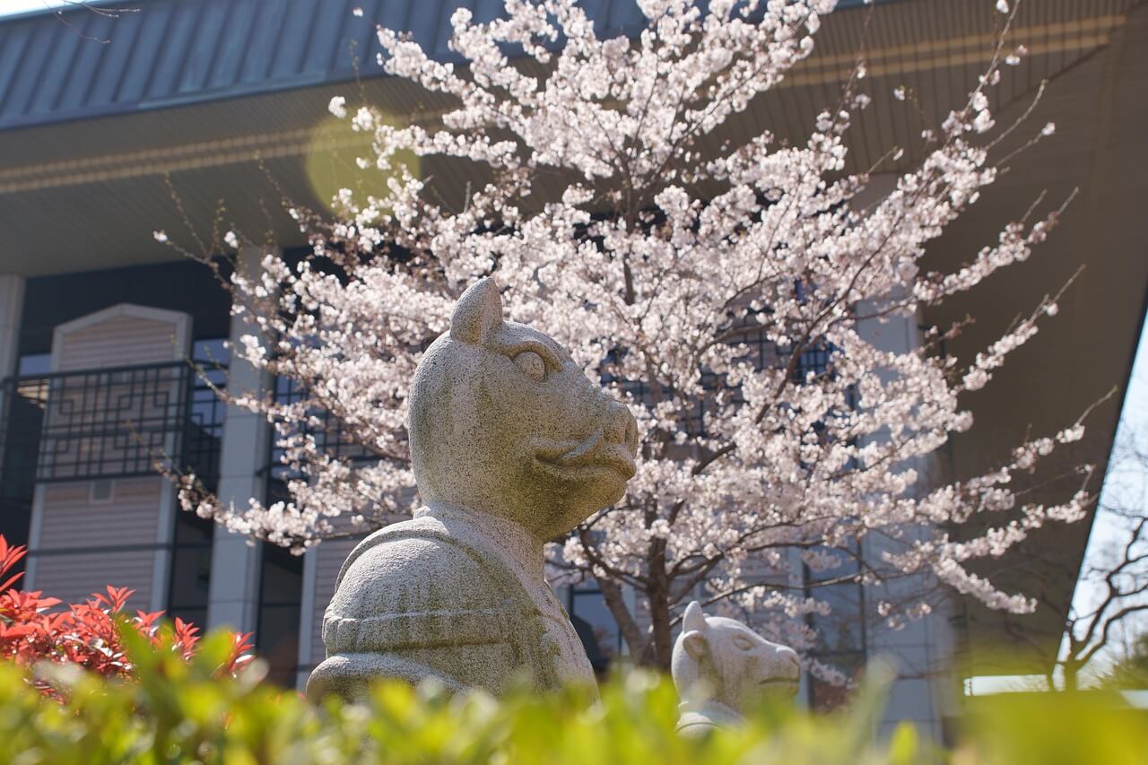보은 벚꽃길 축제