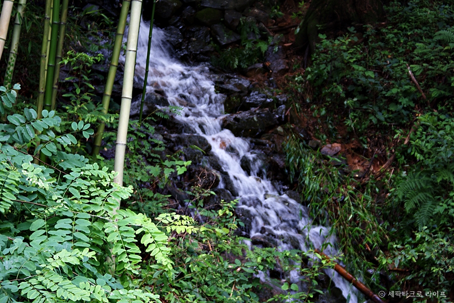 아홉산숲