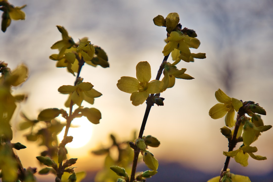 Forsythia