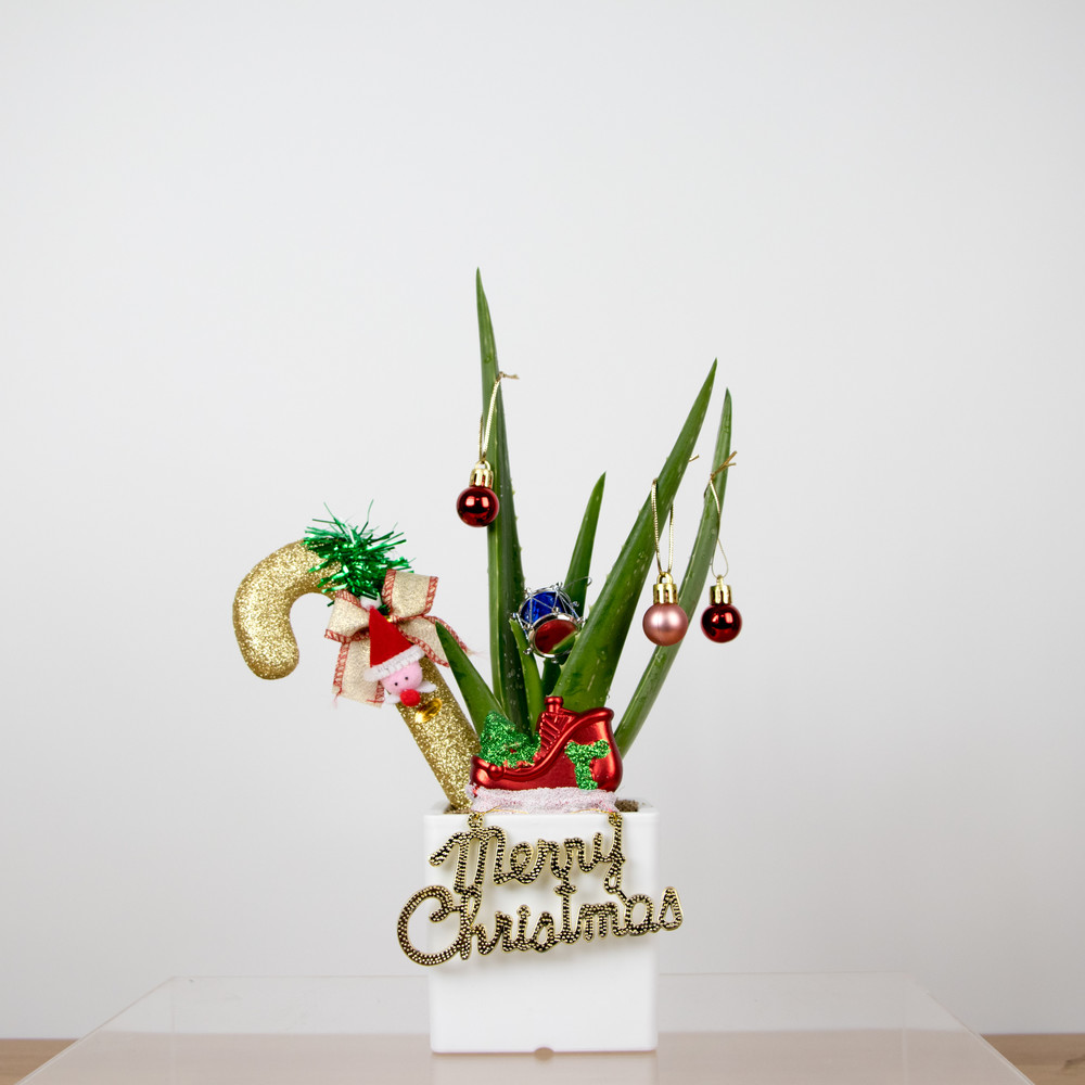 촬영 부부별곡 생 알로에 화분 청 식초 체험학습 슬라임 쌀강정 만들기 추천