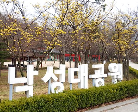관악구 벚꽃