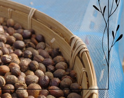 병아리콩 효능 부작용