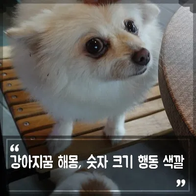 강아지를 안는 꿈의 의미와 해몽을 총정리한 내용_4