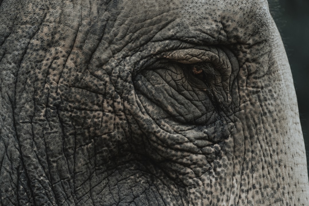 AMD (Age-related Macular Degeneration)