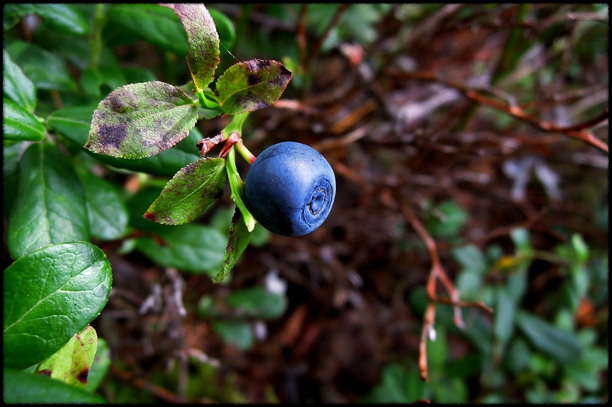 블루베리 효능 이미지_5