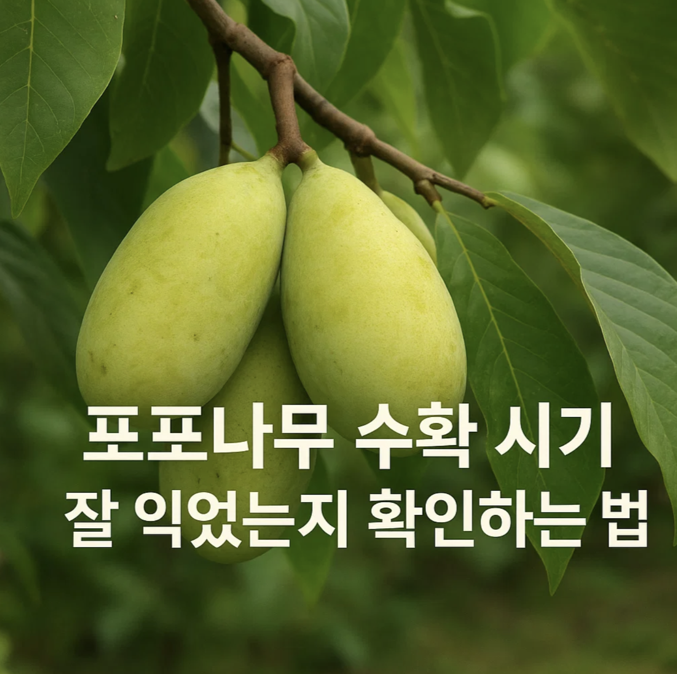 포포나무 수확 시기, 잘 익었는지 확인하는 법