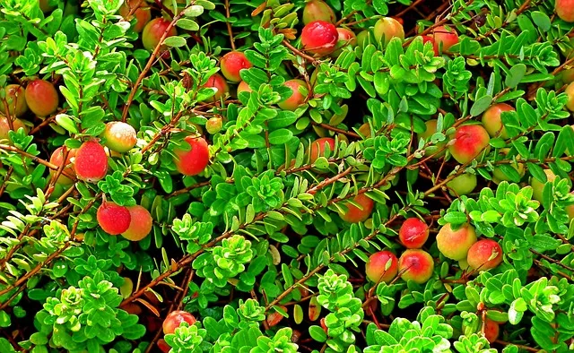 크랜베리 재배 산성 토양 물 관리 지표 재배_4