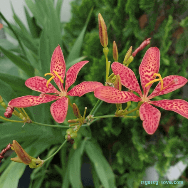 범부채뿌리(사간)