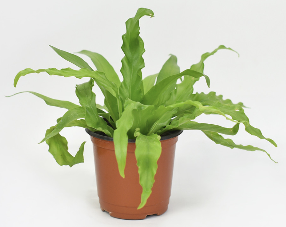 아비스 고사리 사진