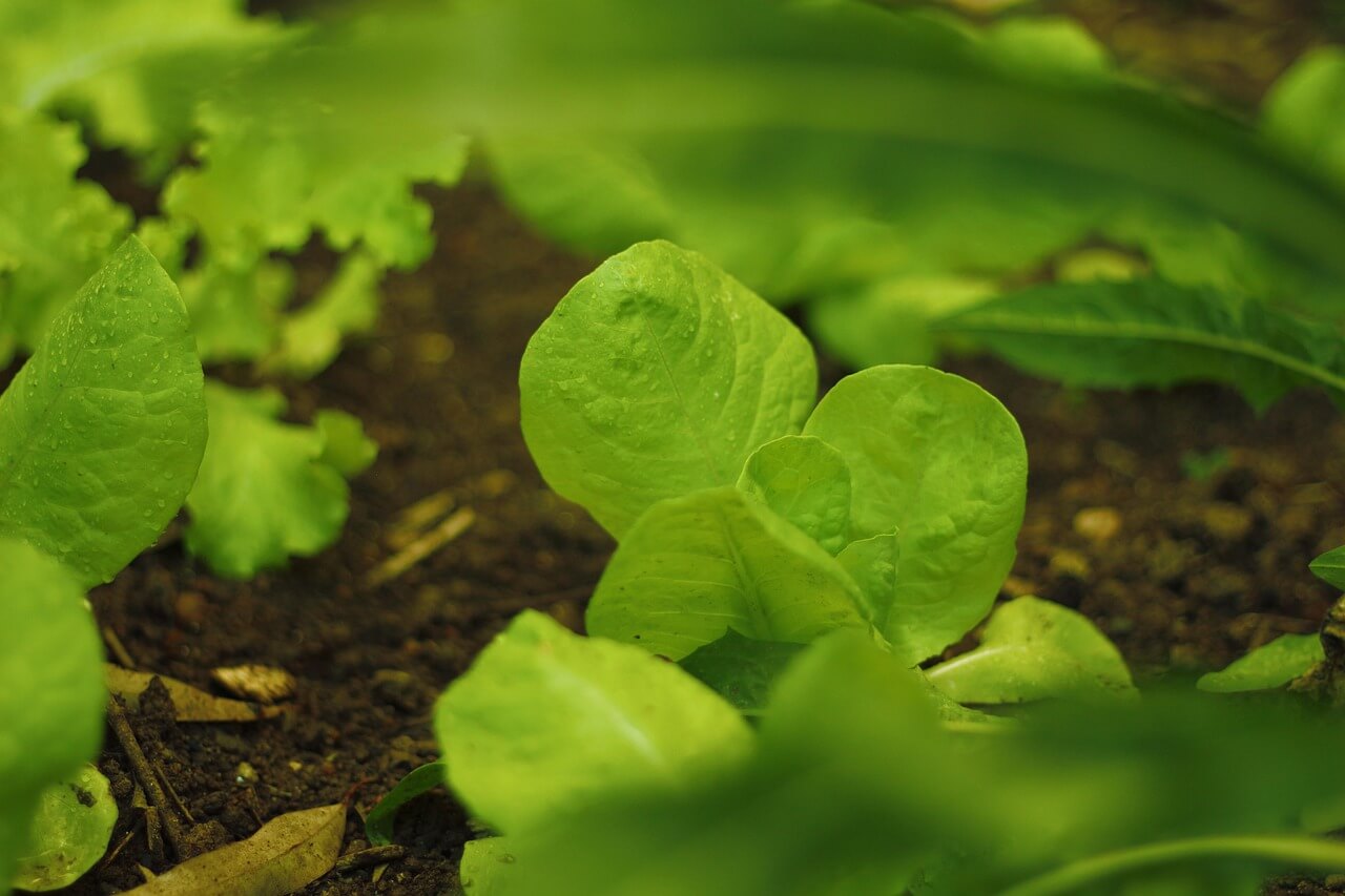 농지연금 상속 처리 절차, 어떻게 진행되나요
