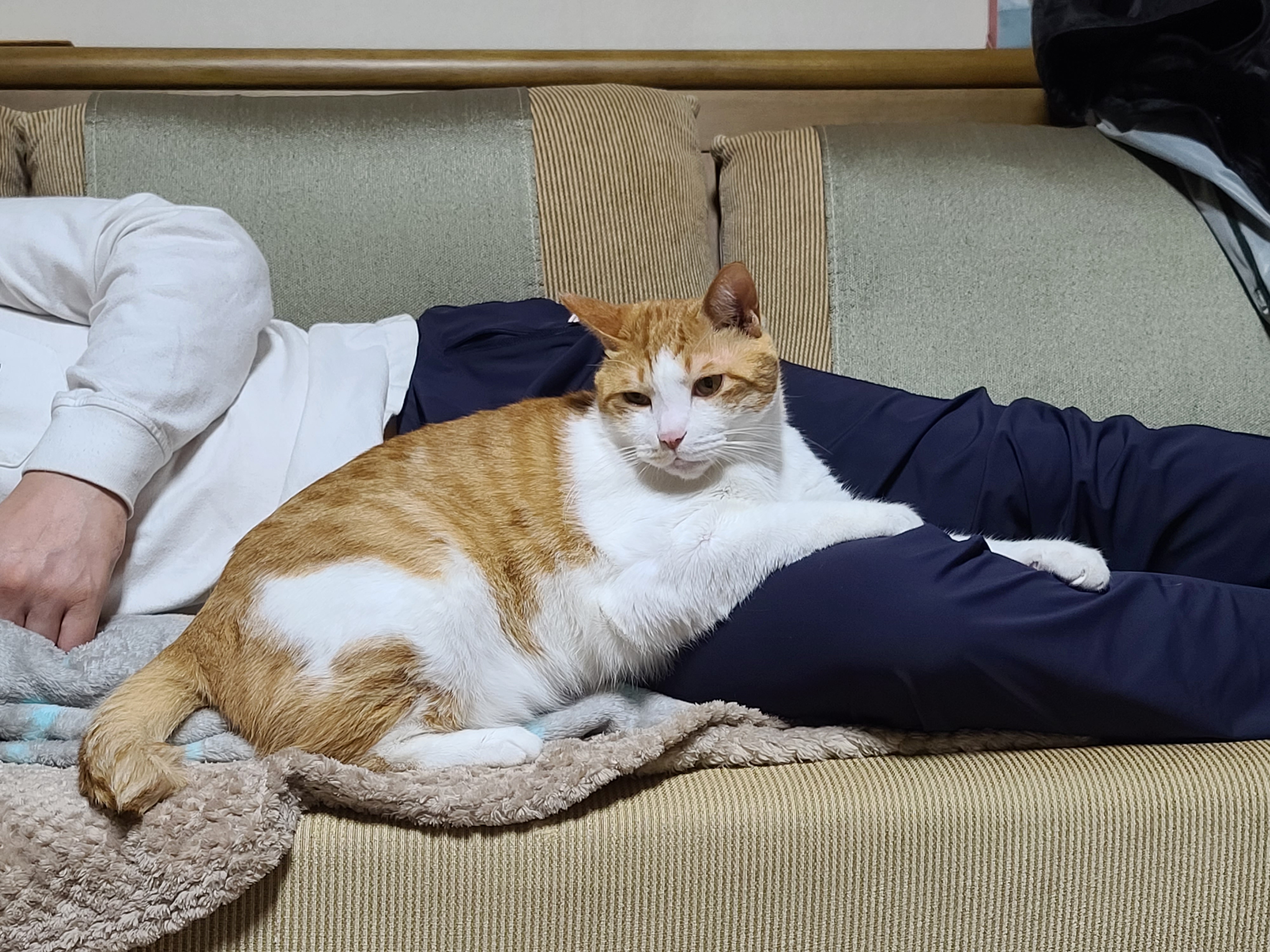 남집사 껌딱지가 된 막둥이 (feat. 종이봉투, 비닐 손잡이의 위험성)