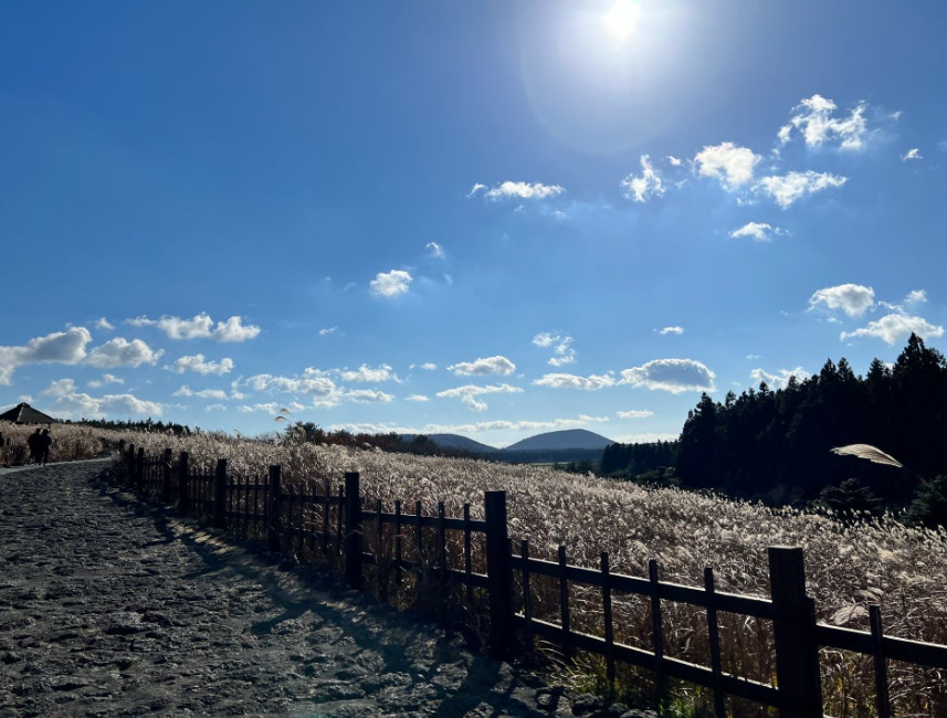 산굼부리 억새