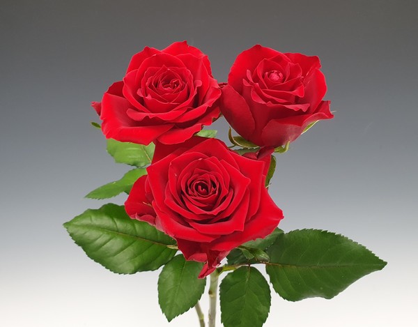 꽃가루가 건강에 미치는 영향 – 단순 알레르기를 넘어서