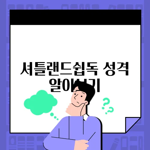 셔틀랜드쉽독 성격 알아보기