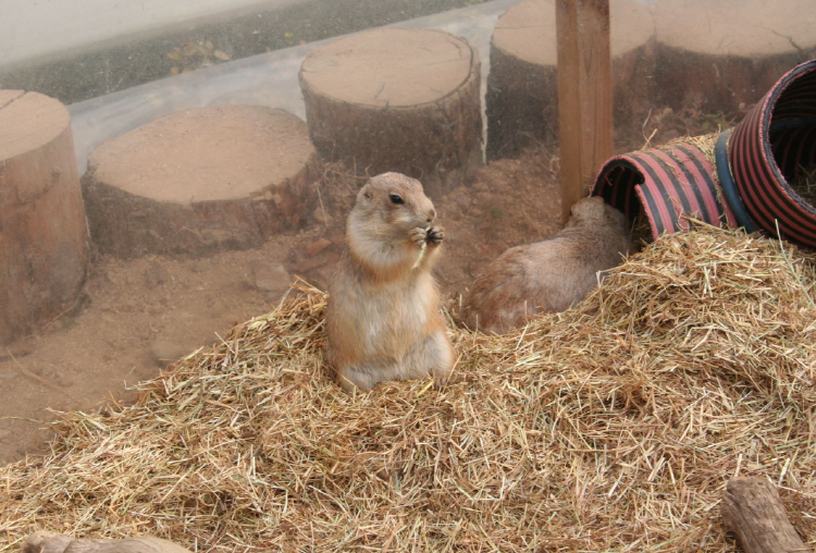 덕평 공룡수목원