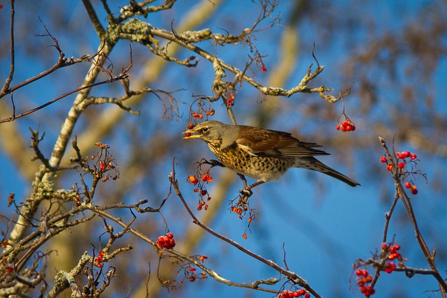 마가목나무와 새