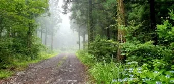 걷기 좋은 명품 숲길 50선 전국 서울 경기_5