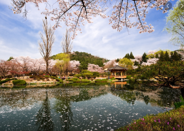 보문정 벚꽃2