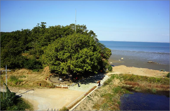 볼음도 은행나무