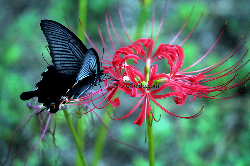 꽃무릇-나비-사진