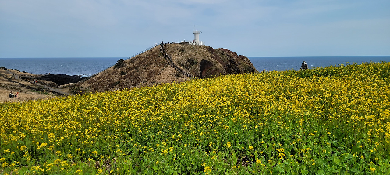제주 – 섭지코지 & 성산일출봉 인근 유채꽃밭
