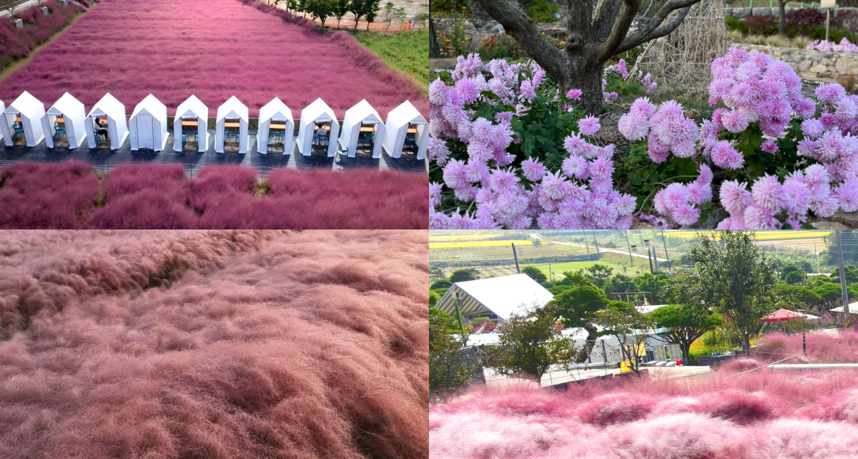 고창 핑크뮬리 축제