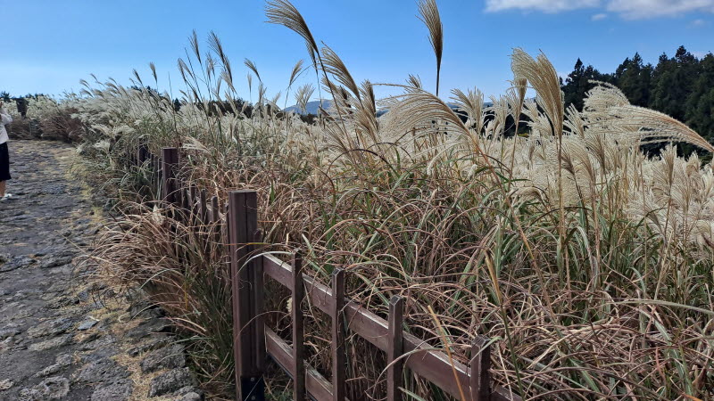 제주여행_산굼부리