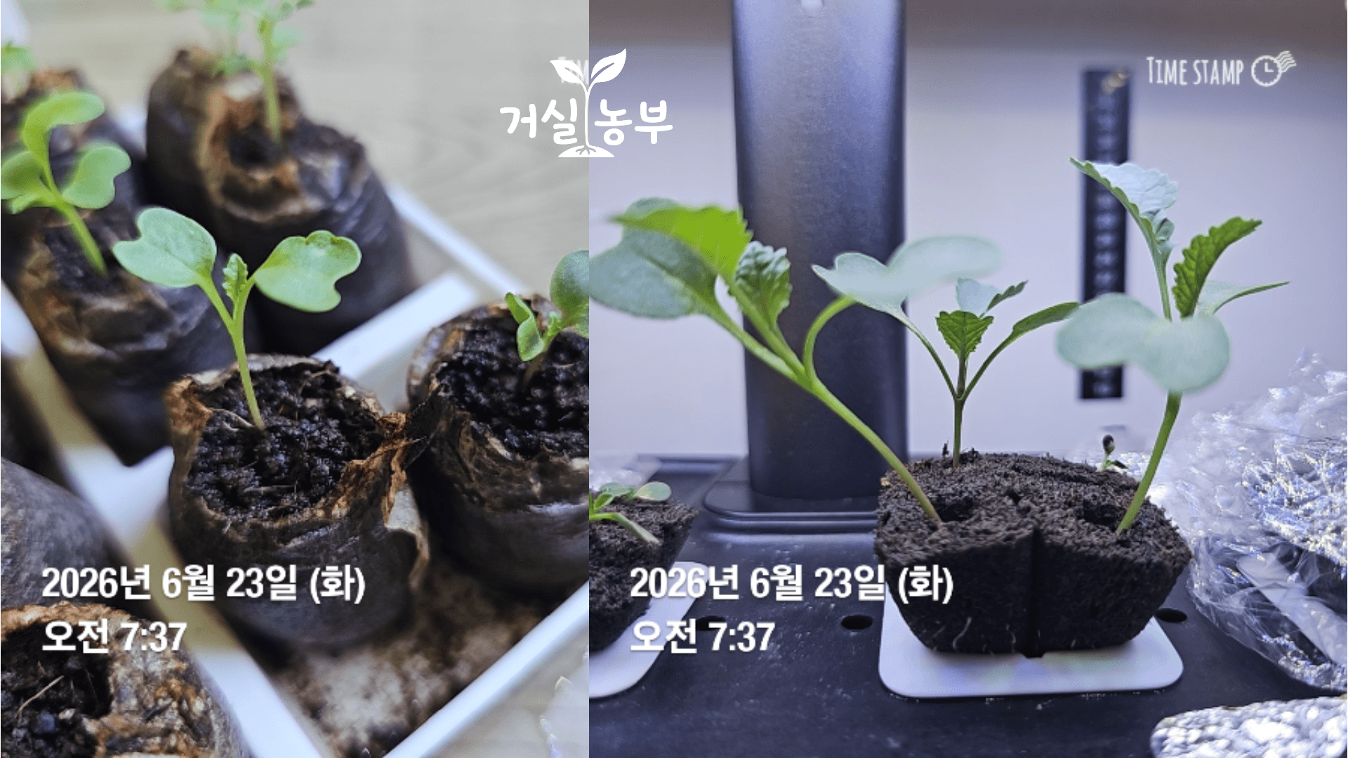 6월 23일 수경재배와 피트모스에서 자라는 케일 성장 비교