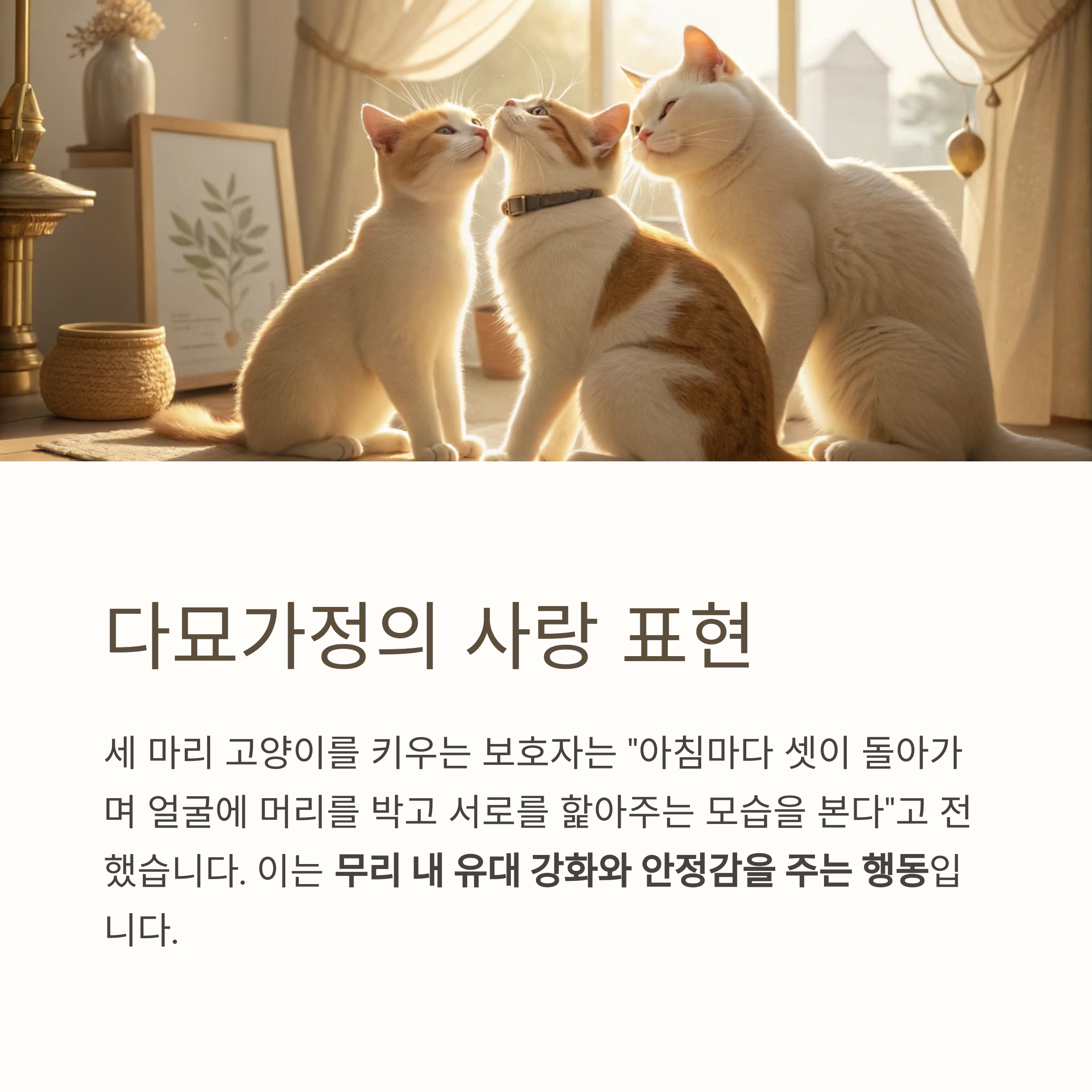 다묘가정의 사랑 표현