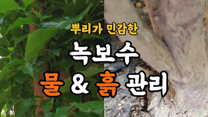 녹보수 물주기 광량관리 환기요령 비료주기 침실 거실 추천_6