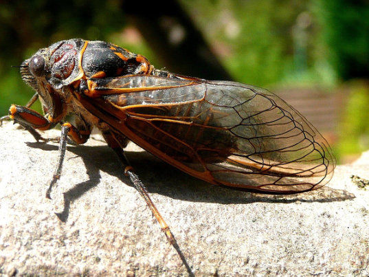 기후 변화로 인한 곤충군의 대이동: 생태계에 미치는 파장