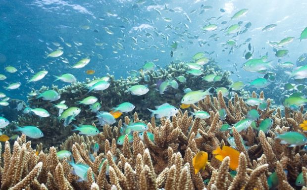 발리 바닷속 산호와 물고기 모습