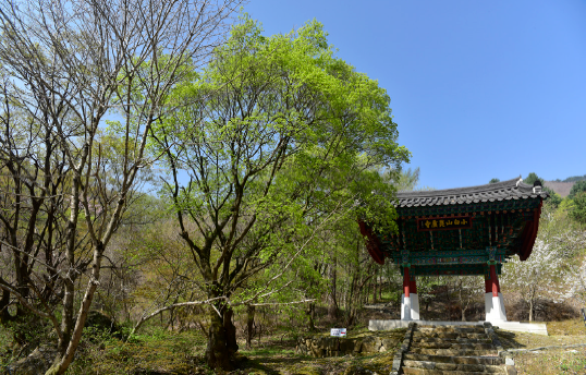 고로쇠물 효능 부작용 유통기한 먹는방법 구입방법 채취방법