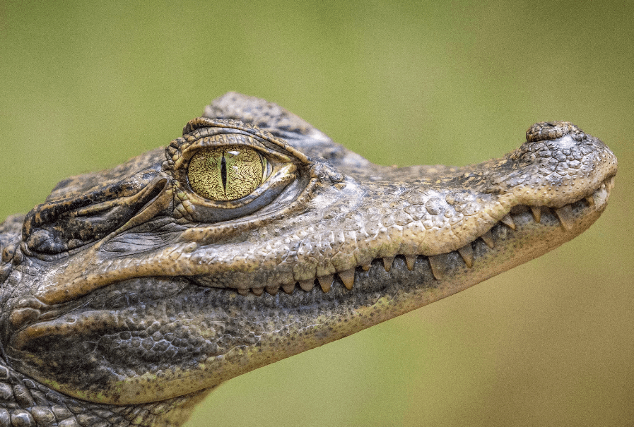 악어꿈 해몽 풀이