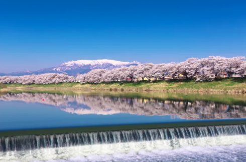 히토메센본자쿠라벚꽃-이미지출처-japan-travel