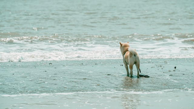 강아지 꿈해몽, 충성·행운·인간관계