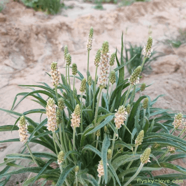 변비에 좋은 차전자피 효능